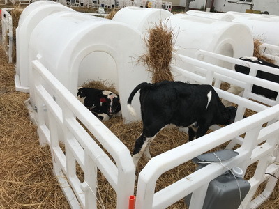 Пластиковые домики для телят от производителя